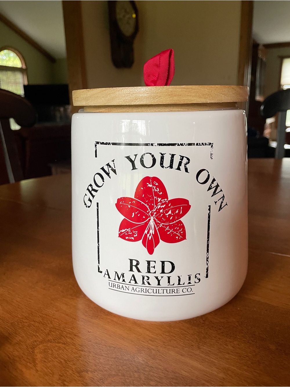 Amaryllis Grow Your Own Decorative Flower Pot from Sundance